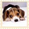 Iwona