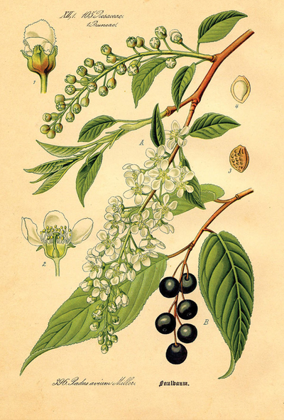 Prunus subg. Padus (bird cherries)