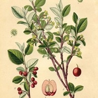 Cotoneaster