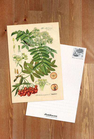 Sorbus aucuparia