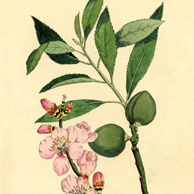 Almond