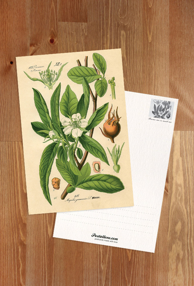 Mespilus