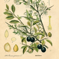 Blackthornn plant