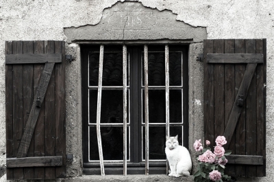 White cat & roses