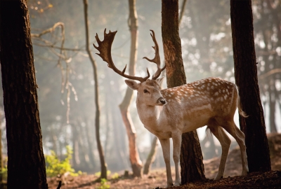 Deer in the forest