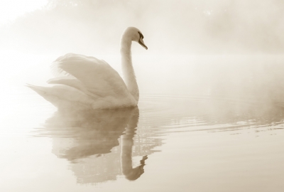 Swan