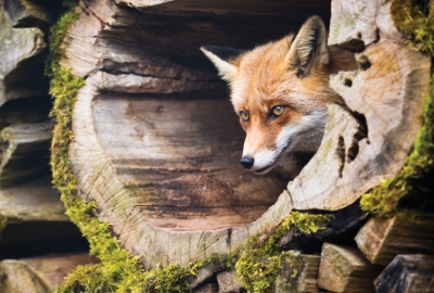 Fox