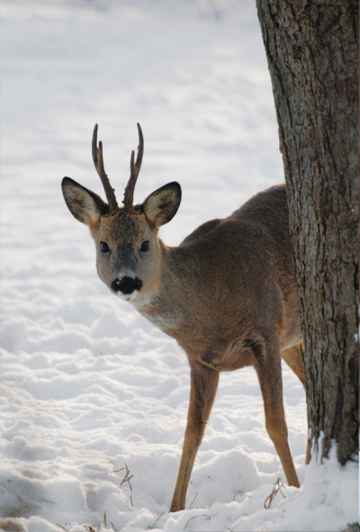 Deer in the snow