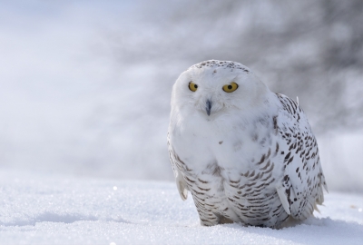 Owl in the snow