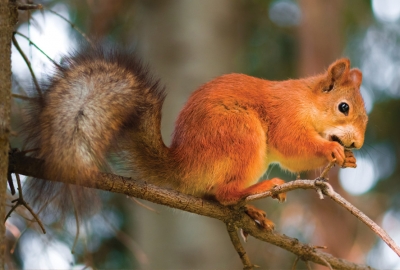 Squirrel