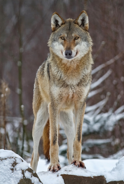 Wolf