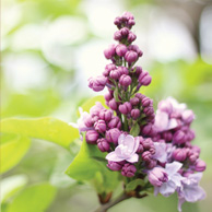 Syringa