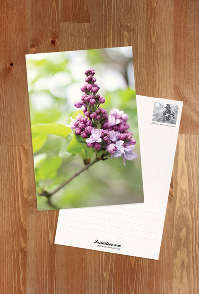 Syringa