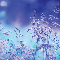 Blue nature