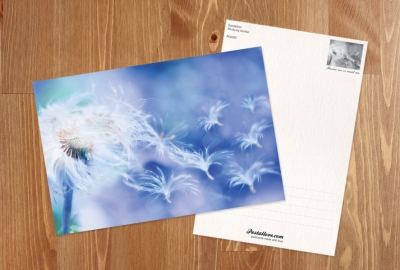 Dandelion