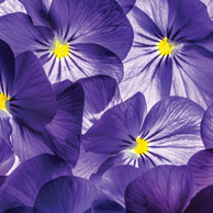 Purple pansies