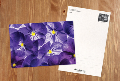 Purple pansies
