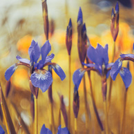 Irises