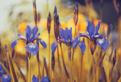 Irises