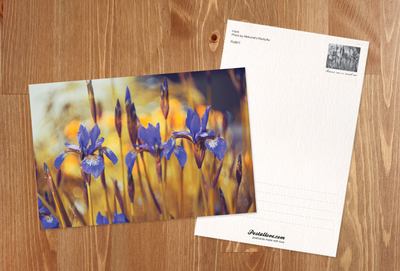 Irises