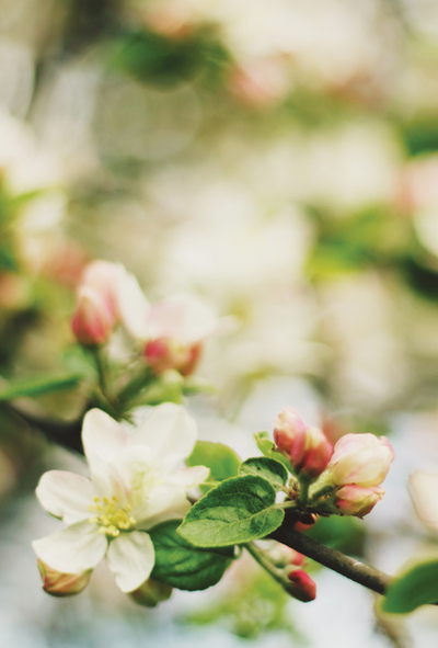 Apple blossom
