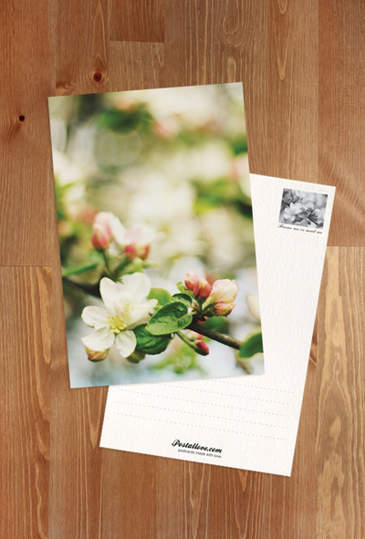 Apple blossom