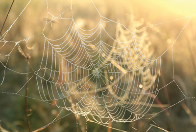 Autumn spider web 