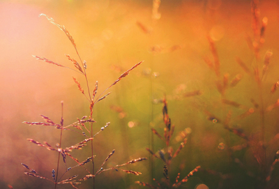 Autumn grasses