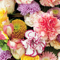Colorful carnations