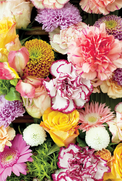 Colorful carnations