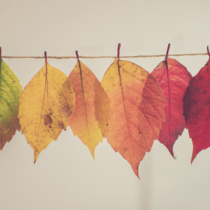 Colorful autumn leaves