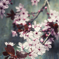 Cherry-blossom