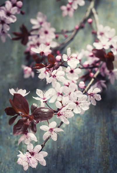 Cherry-blossom