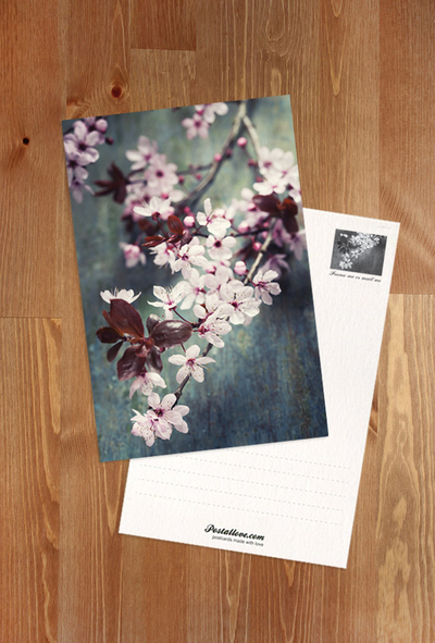 Cherry-blossom