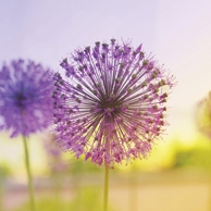 Flowering Onion