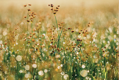 Summer meadow