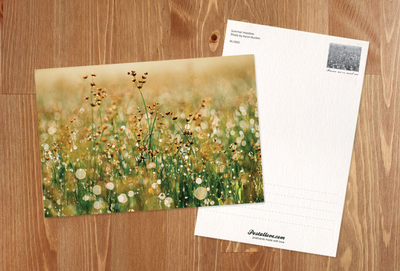 Summer meadow