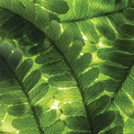 Fern leaves