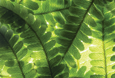Fern leaves