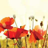 Poppy Fields