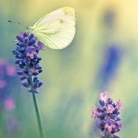 Butterfly and lavender