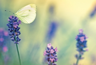 Butterfly and lavender