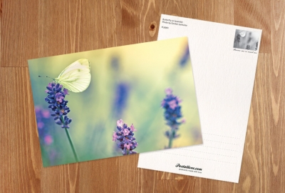 Butterfly and lavender