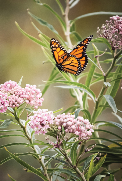 Monarch butterfly