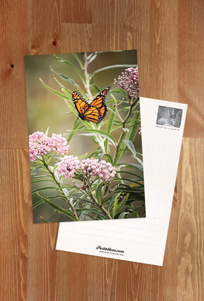 Monarch butterfly