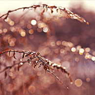 Ice bokeh