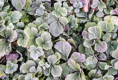 Frosted clover