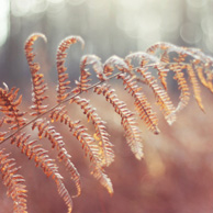 Autumn ferns