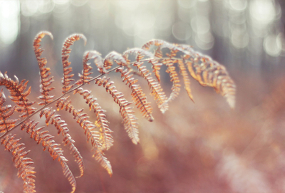 Autumn ferns