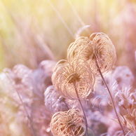 Fluffy flower